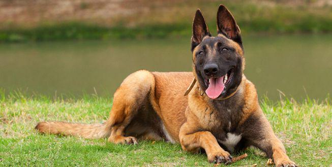 Belgian Malinois