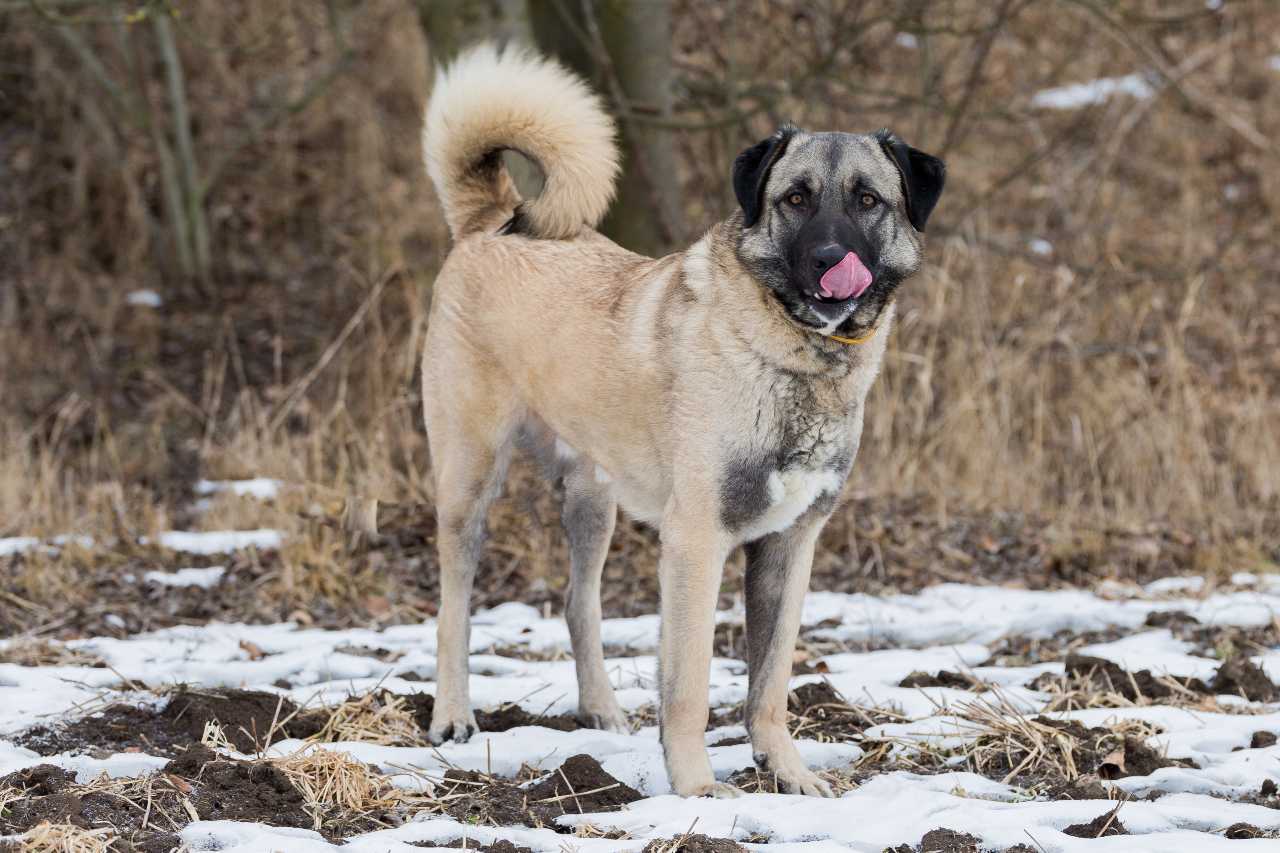 Anatolian Shepherd