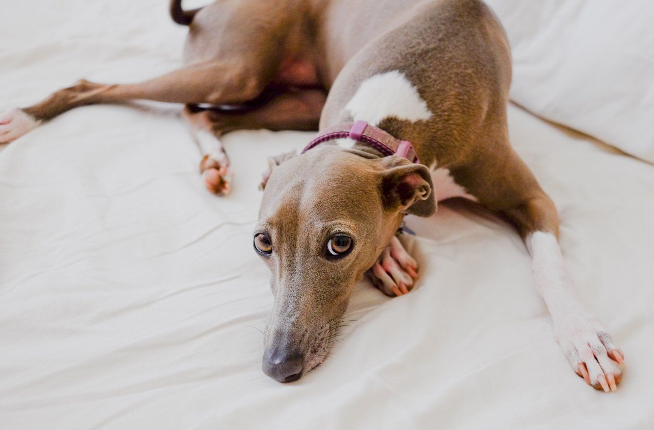 Italian Greyhound