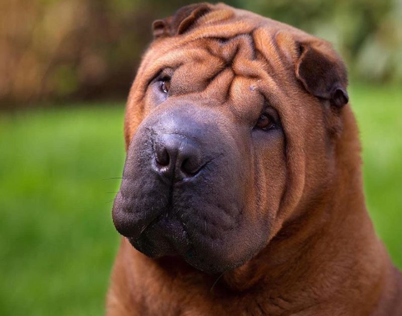 Most Loyal Dog Breeds