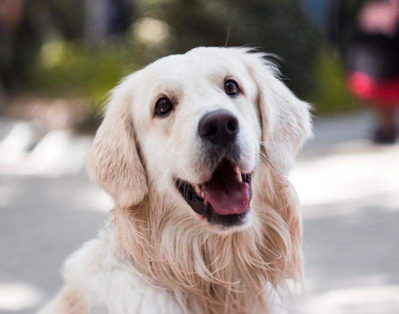 Golden Retriever