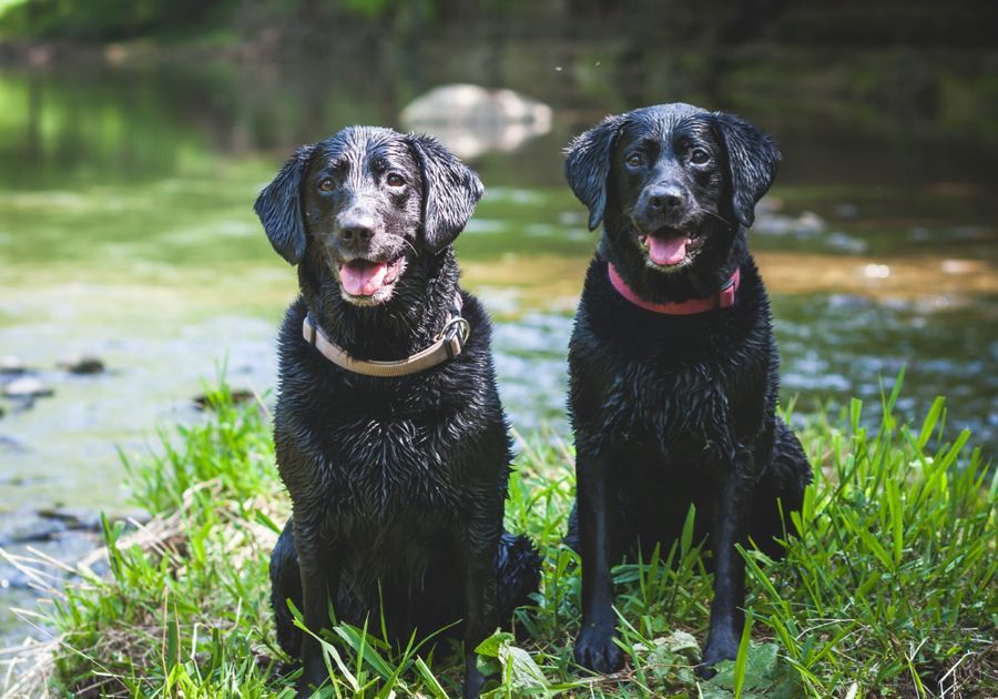 Most Loyal Dog Breeds