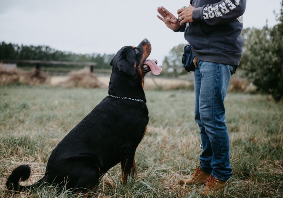 Most Loyal Dog Breeds