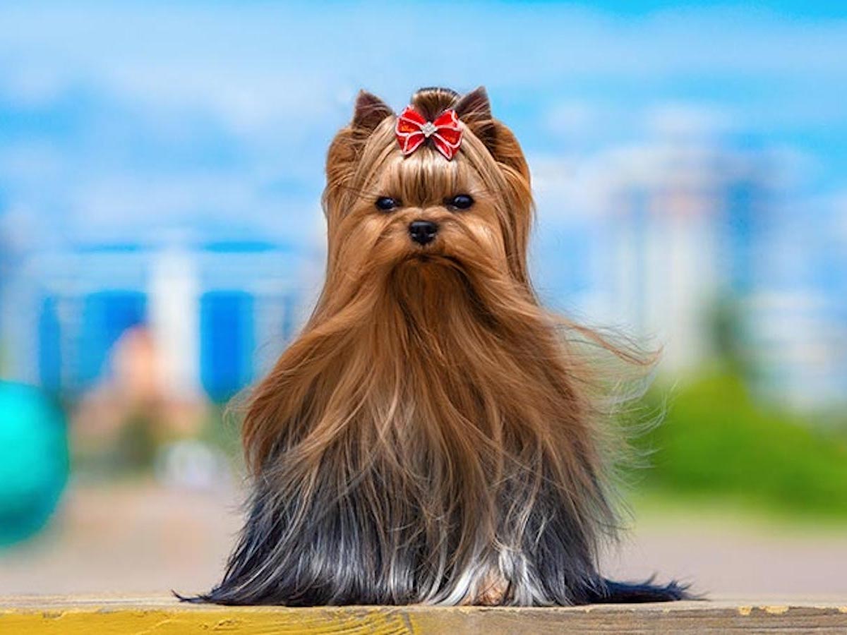 Yorkshire Terrier