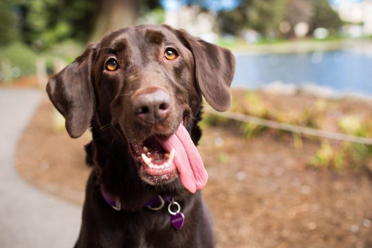 #7. Labrador Retriever