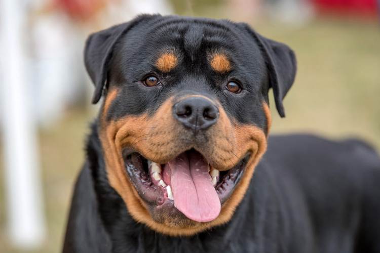 #9. Rottweiler